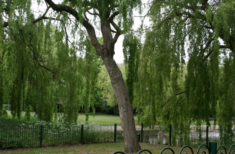 Council ‘Stumped’ for tree cash?