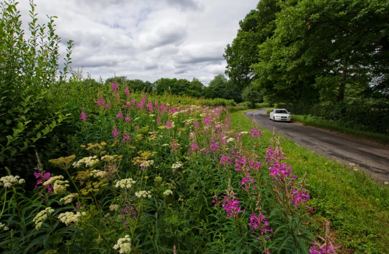 A Greener Future in Partial Sight As Verges To Be Left Unmown
