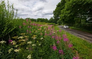 Flowered grass verge
