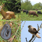 Deer, snake, kestrel and cattle on Epsom Common