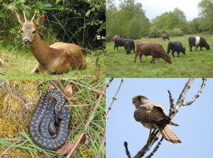 Deer, snake, kestrel and cattle on Epsom Common