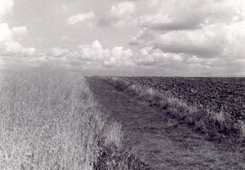 Epsom common under plough 1950s