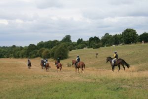 Horses training on Walton Downs