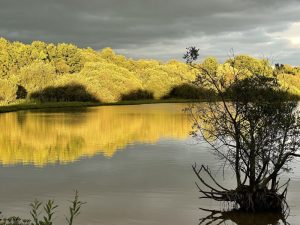 Epsom Common trees in sunlight under grey sky