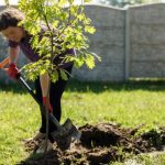 Lady planting a tree