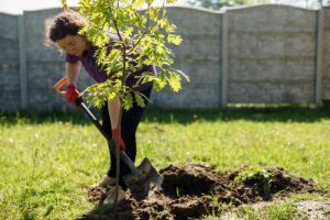 Lady planting a tree