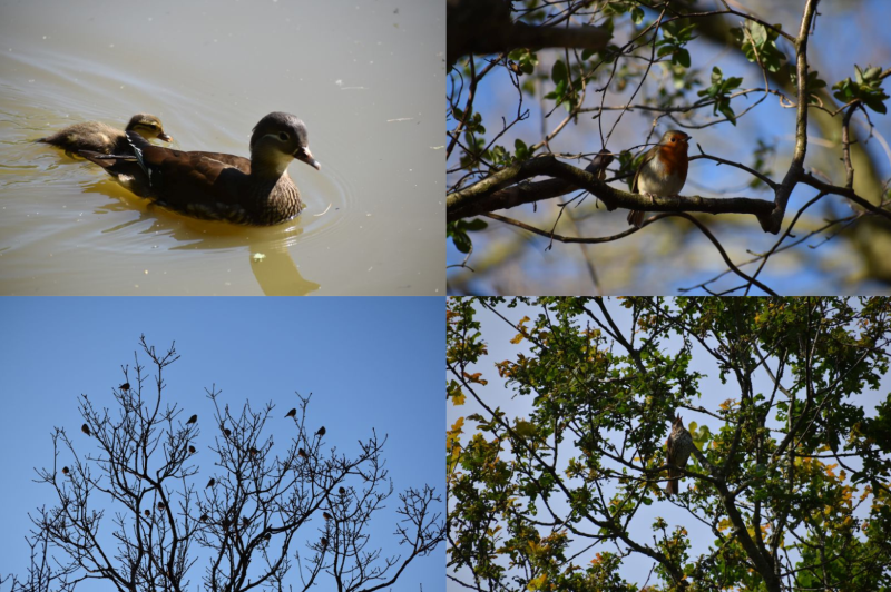 collage of birds on Epsom Common
