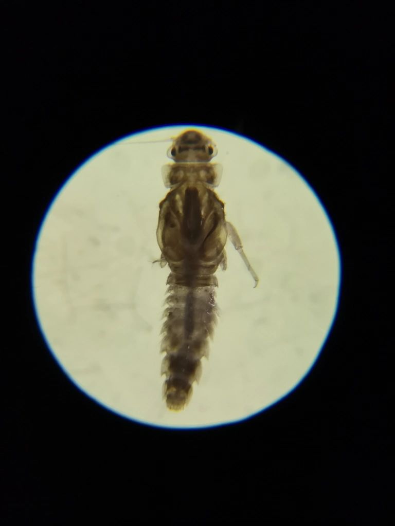 caenis-beskidensis Mayfly