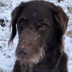 Fred labradoodle Epsom common in snow