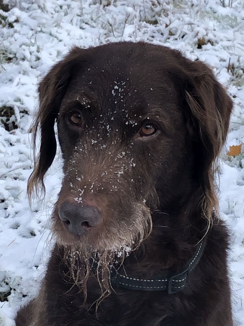 Fred labradoodle Epsom common in snow