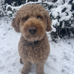 Harvey a Goldenpoodle in snow in Nonsuch Park December 2022