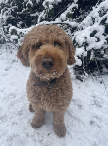 Harvey a Goldenpoodle in snow in Nonsuch Park December 2022