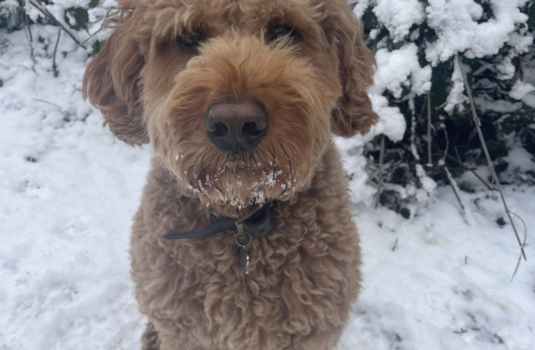 Top snow dog gallery heats up