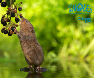 A water vole