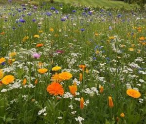 flowered verges