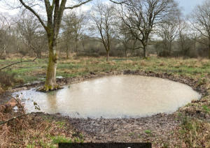 Berry Pond Epsom Common