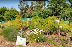 Epsom Tree Advisory Board tree nursery