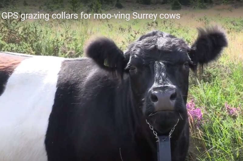 Surrey cow with GPS collar