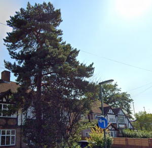 Scots Pine in Epsom