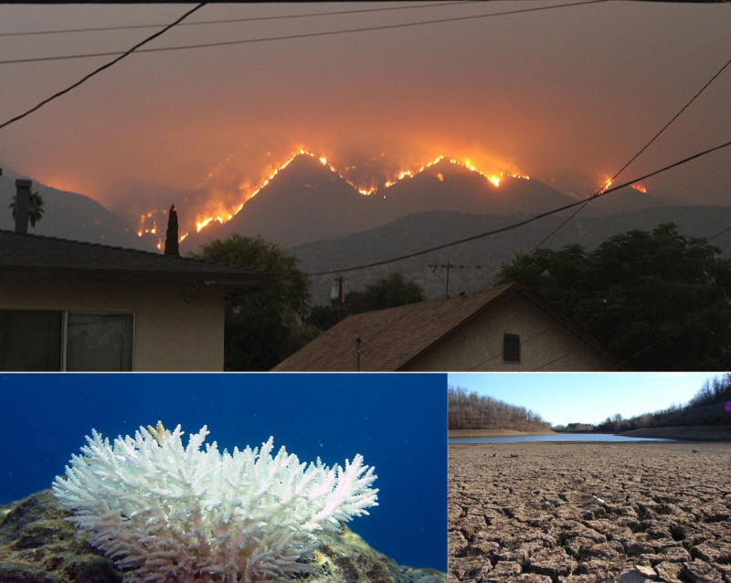 Forest fires, blanched coral and drought