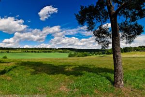 Surrey Hills landscape