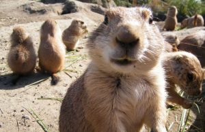 Prairie dogs