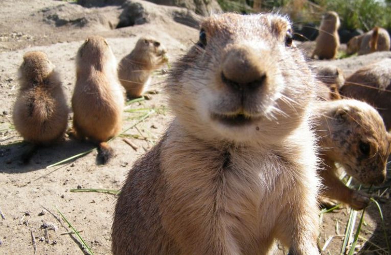 Prairie dogs ‘cock a snoop’ at planning