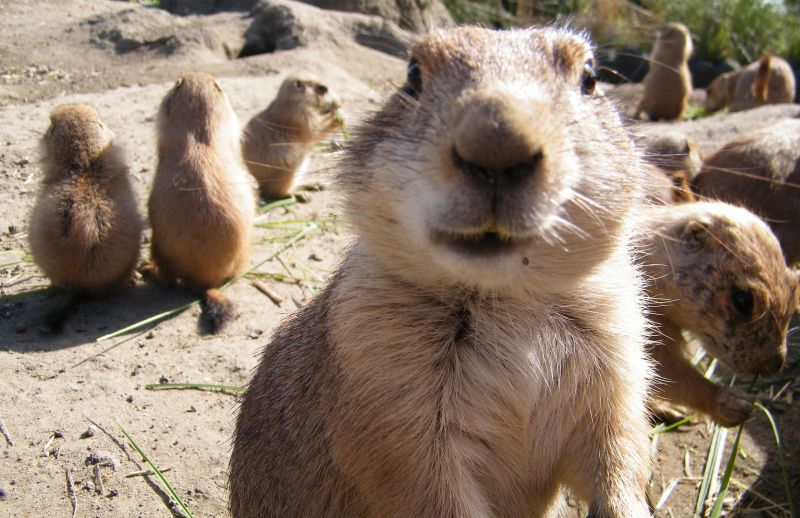 Prairie dogs ‘cock a snoop’ at planning