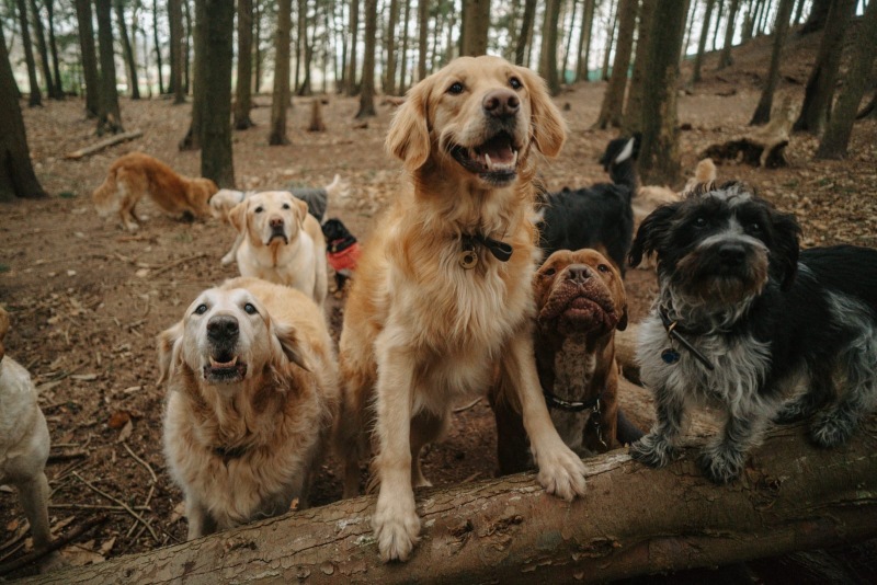 Dogs Playing In The Woodland Area. (Credit: Duncan\'S Doggy Day Care Centre)