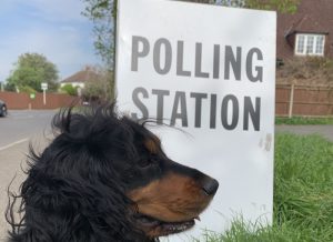Dog at a polling station