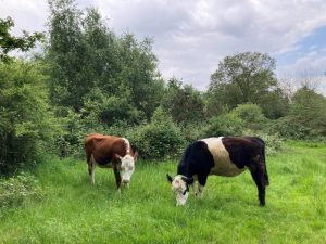 Great Pasture at Epsom Common. EEBC