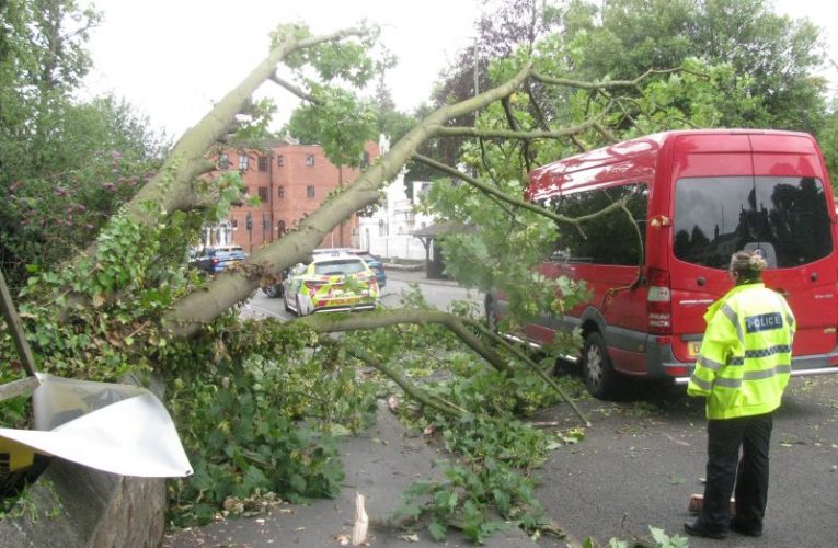 Tree falls on van in Ewell Village