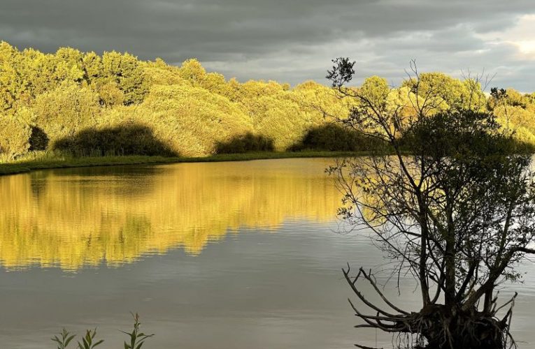 Community urged to help restore nature in Surrey 