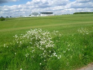Looking across Epsom Downs