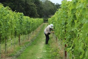 Tanhurst Estate vineyard in Abinger (image Holly Knight)
