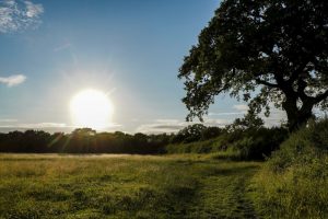 Motaed Manor Tolworth acres.