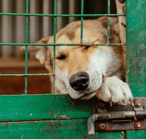 Police dog in kennel