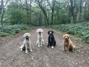 Four dogs in Banstead wood, ahead of the licensing scheme to be introduced. (Credit: Dog walker Emma)