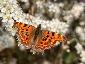 Comma Butterfly