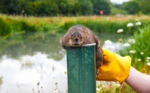 Water vole being released in Hogsmill Ewell