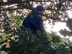 Lambert watching Epsom and Ewell FC from a tree