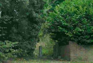 Brooke was killed after she was crushed by a branch in Banstead last year Credit: Google Maps