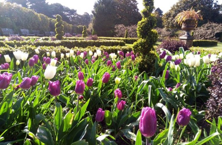 Tulips in Nonsuch Park