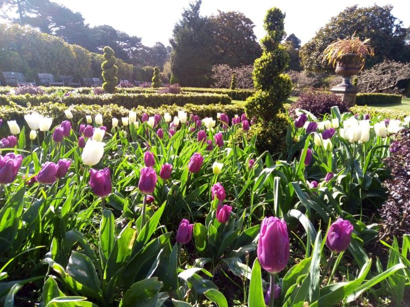 Tulips in Nonsuch Park