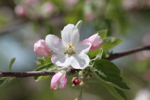 Apple tree blossom