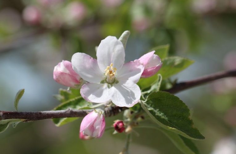 Apple tree blossom