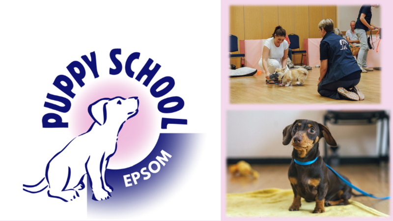 Puppy school logo and a puppy