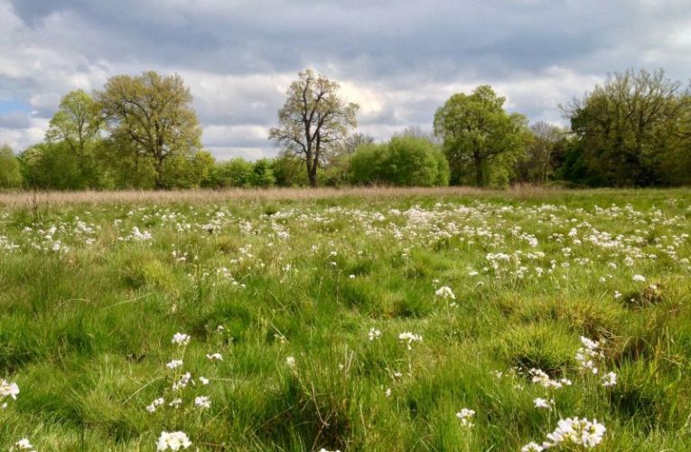 Manor-Open-Space-springtime-Cuckoo-Flower-in-the-foreground