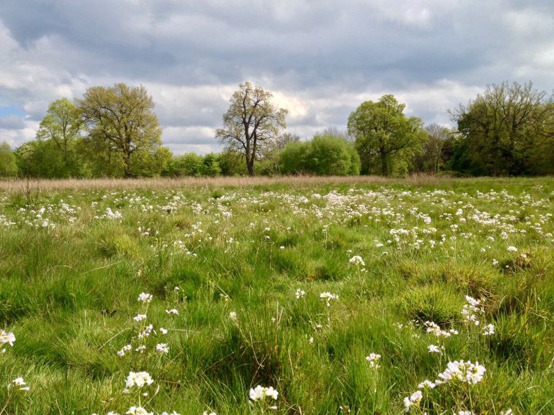 Manor-Open-Space-springtime-Cuckoo-Flower-in-the-foreground