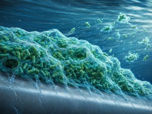 Artist’s impression of Pseudomonas aeruginosa bacteria encased within a protective biofilm under flowing conditions.